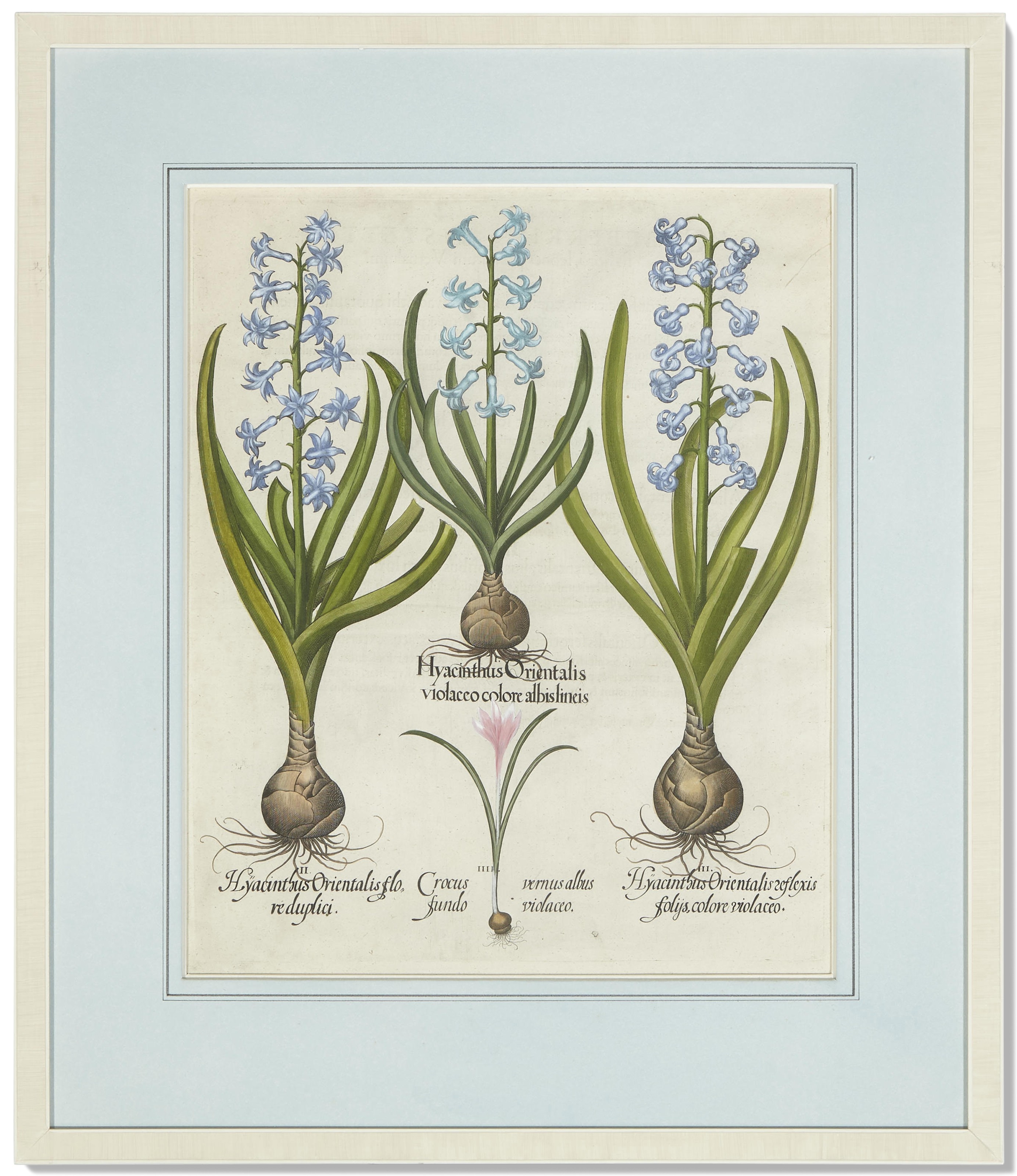 Artwork by Basilius Besler, Six Botanical Prints, Made of Prints
engraving with hand coloring