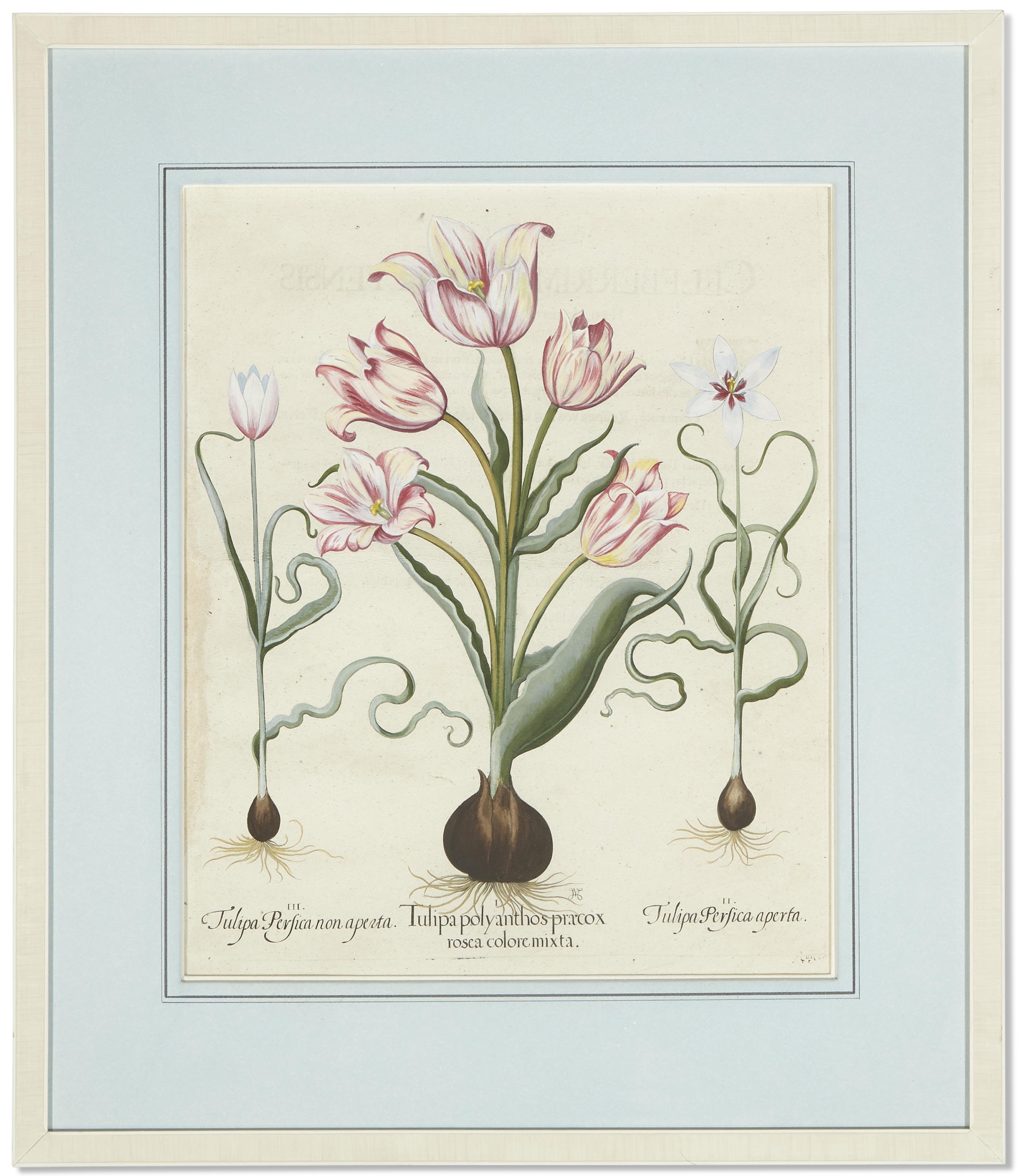 Artwork by Basilius Besler, Six Botanical Prints, Made of Prints
engraving with hand coloring