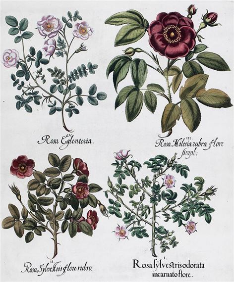 Dzikie róże by Basilius Besler, 1613