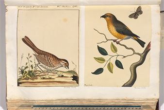 Unique 300 Year Old Scientific Drawings at Risk of Leaving the UK