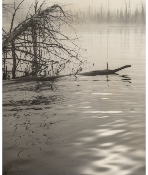Artwork by John R. Hogan, A Group of Three Nature Photographs, Made of Gelatin silver