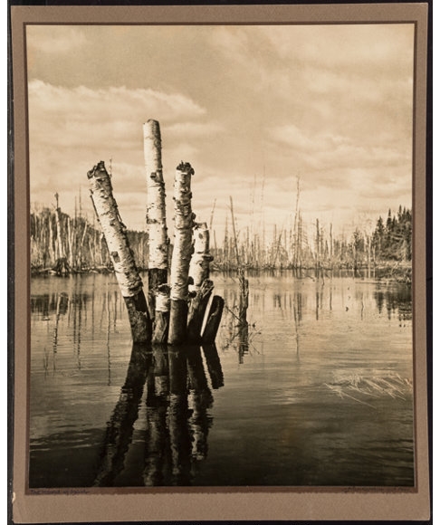 Artwork by John R. Hogan, A Group of Three Nature Photographs, Made of Gelatin silver