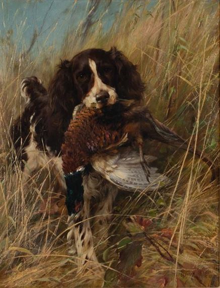 springer spaniel pheasant hunting