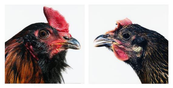 Two Works: Mechelse Auracana (M) x Denizli Longcrower (F) by Koen Vanmechelen, 2007