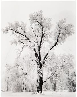 Ansel Adams Special Edition Silver Print, Oak Tree, Snowstorm. (Un