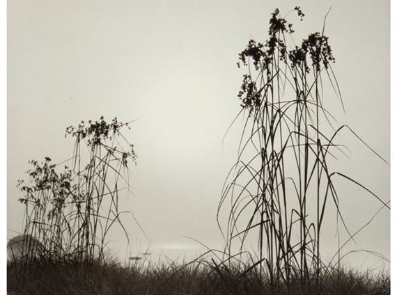 Iris Amigo, In the Sedge, and Compass Grass by John R. Hogan