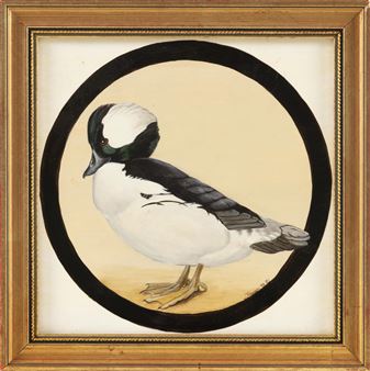 Standing bufflehead drake - Jennifer W. Pierson