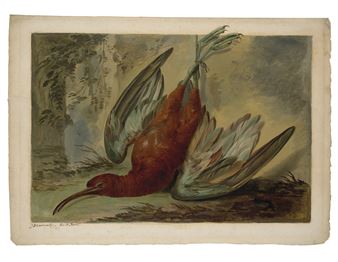 Courlis mort - Jacob Xaver Vermoelen