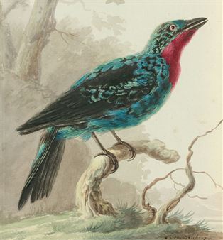 Quereiva ou Cotinga de Cayenne - Cornelis van Hardenbergh