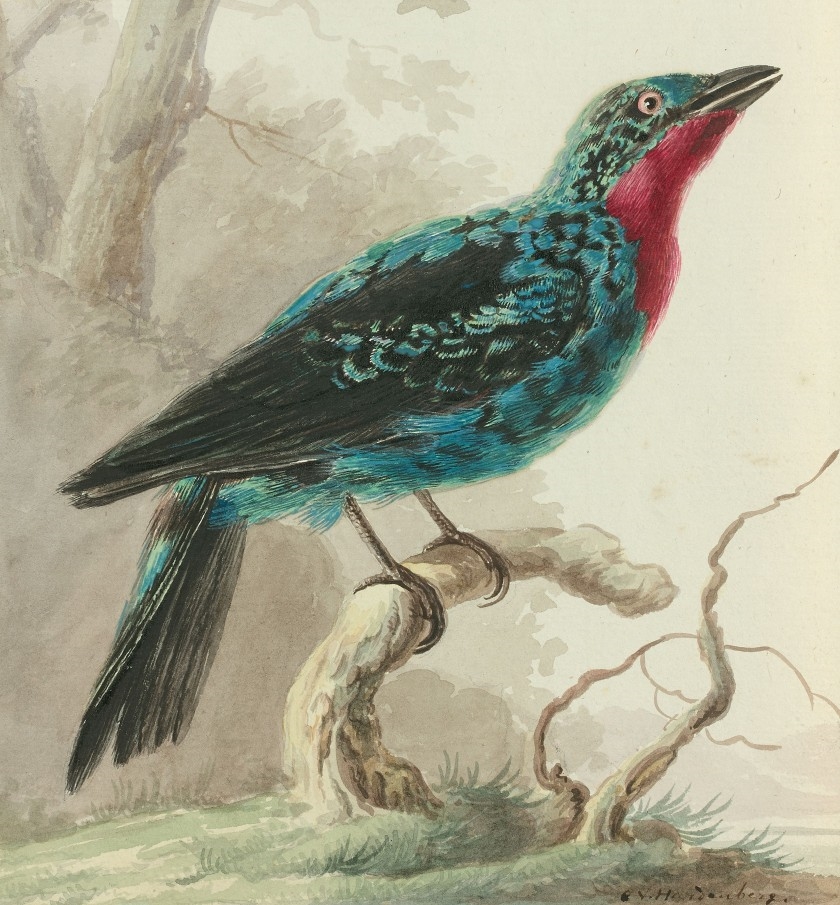 Artwork by Cornelis van Hardenbergh, Quereiva ou Cotinga de Cayenne, Made of watercolour and gouache