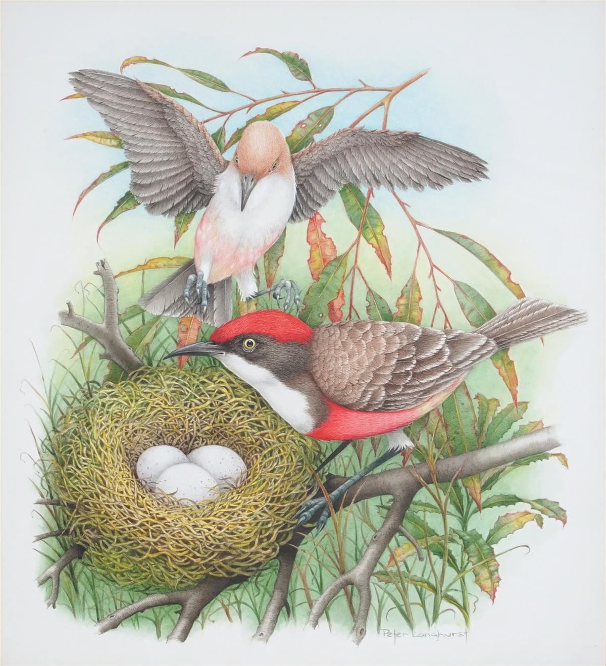 Crimson Char & Nest (Ephthianura Tricolor) by Peter Longhurst