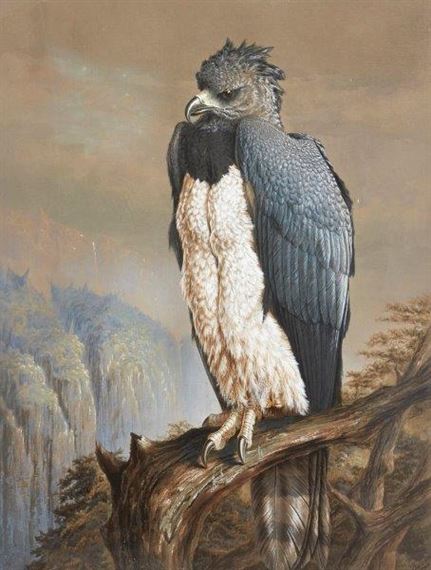 A Harpy Eagle perched on a crag by Harry Bright, dated 1876