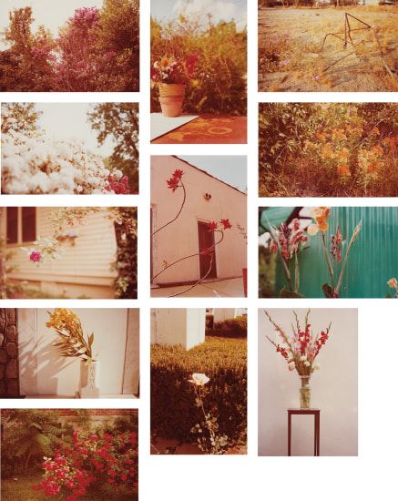 William Eggleston | Flowers (1978) | MutualArt