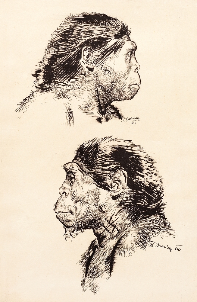 zden-k-burian-homo-erectus-pekinensis-black-1927-hlava-eny-a