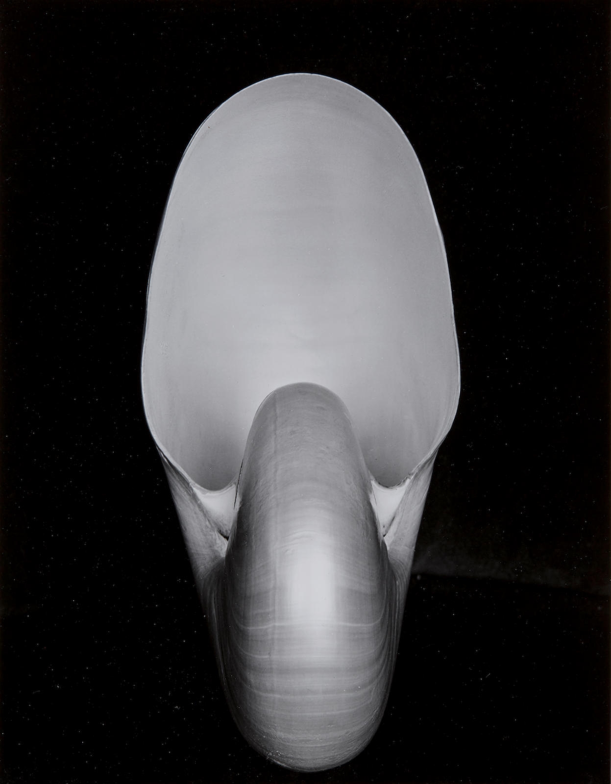 Edward Weston | Shell (1927) | MutualArt
