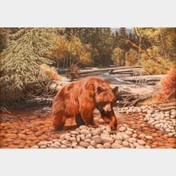 Cinnamon Bear on Clearwater Creek by Tom Beecham
