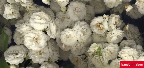 Leaves of Grass - Galerie Baudoin Lebon