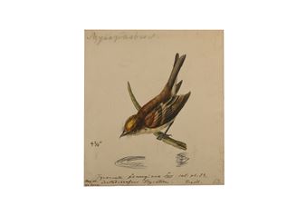 Myiobious - Crested Flycatcher - Heinrich G. L. Reichenbach