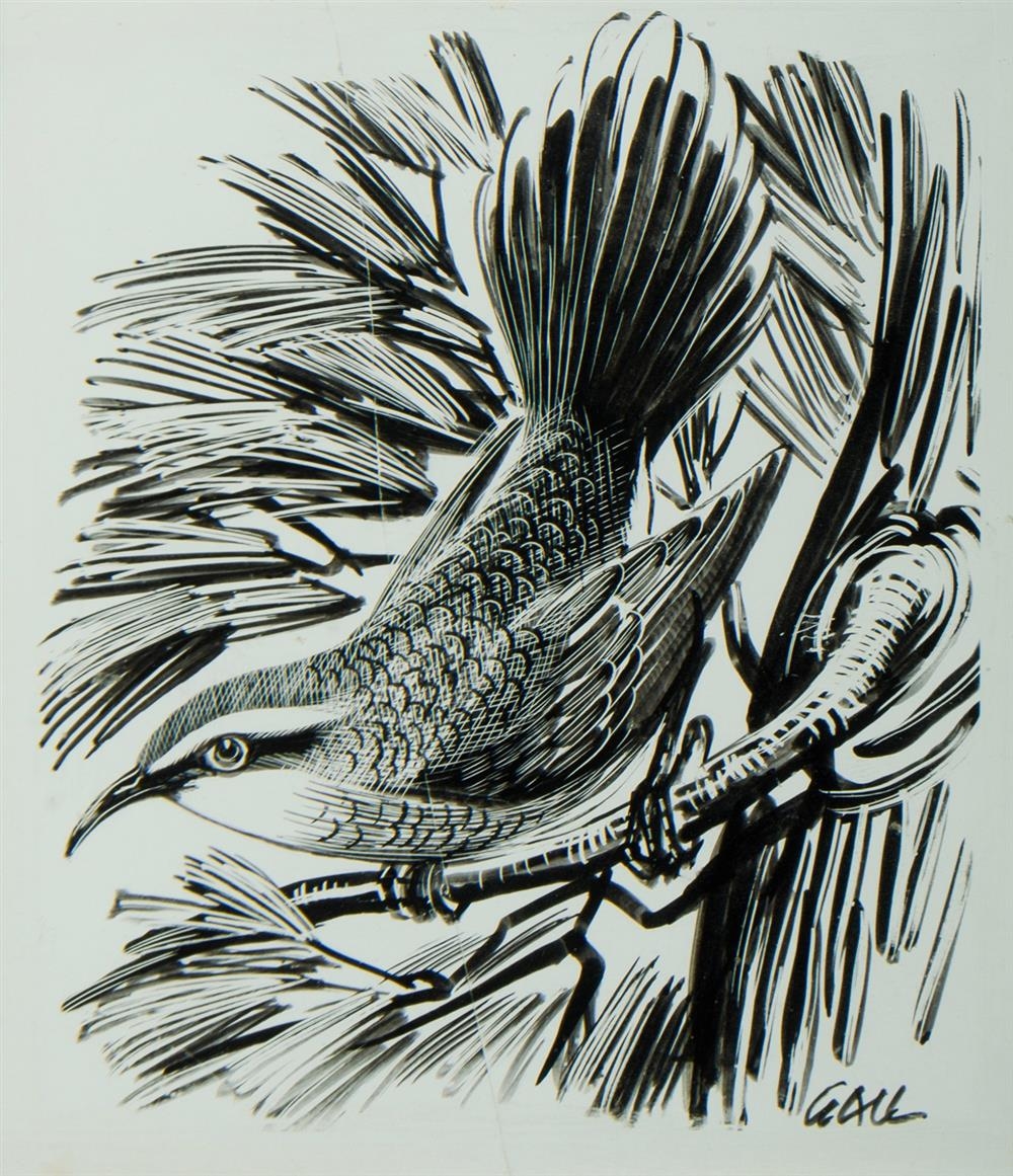 Artwork by Ian Gall, Babbler, Made of Ink on Scraper Board
