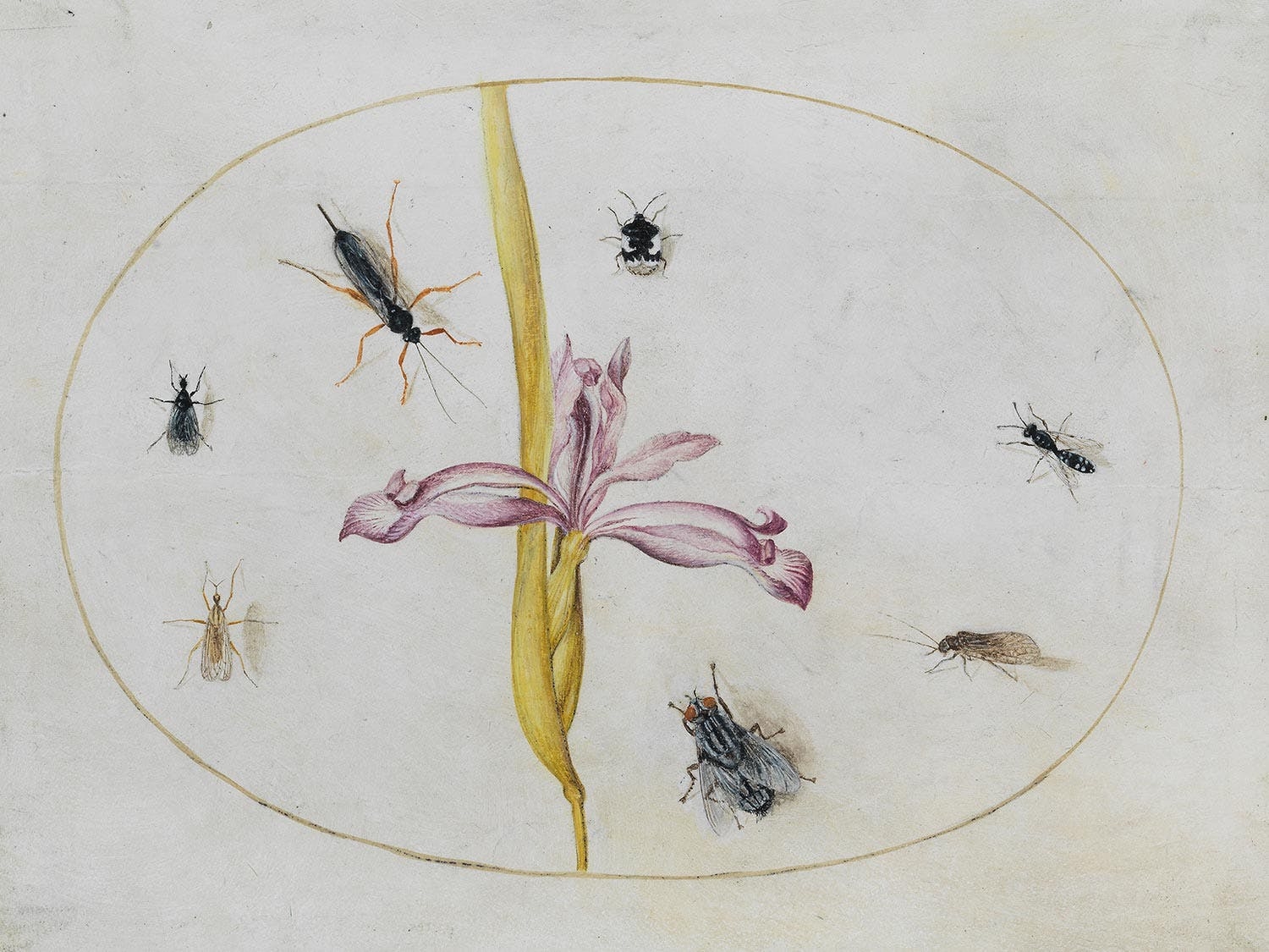 Artwork by Maria Sibylla Merian, IRIS AND INSECTS, Made of watercolor on paper