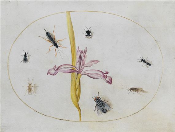 IRIS AND INSECTS by Maria Sibylla Merian
