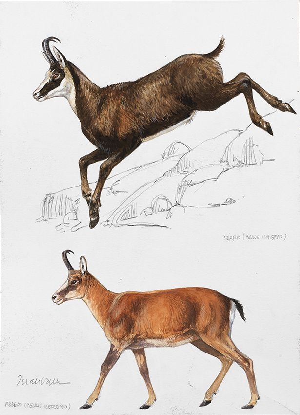 Artwork by Juan Varela, Rebecos y sarrio, Made of Gouache, ink and pencil on paper