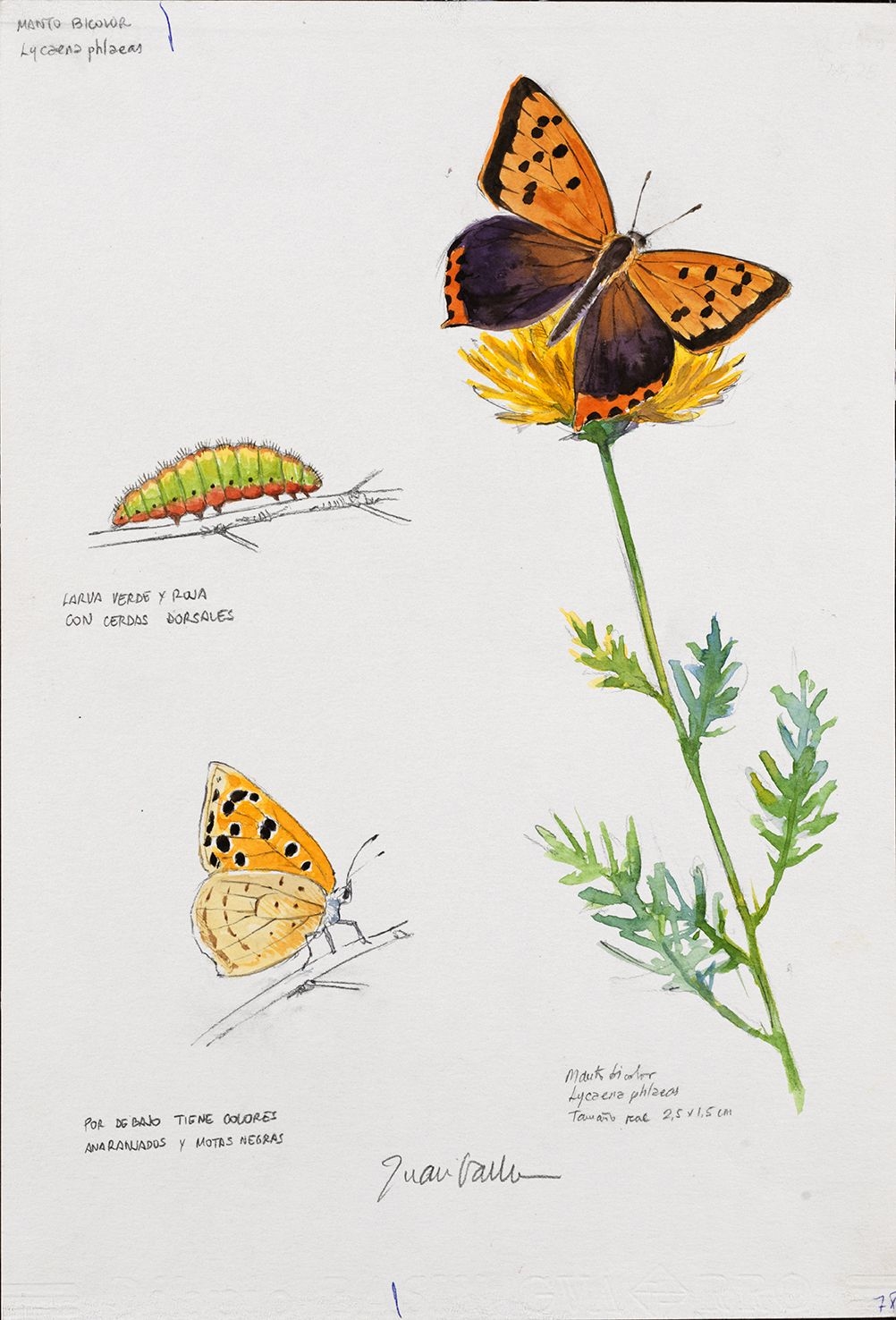 Artwork by Juan Varela, Lycaena phlaeas, Made of Watercolor, pencil and ink on paper