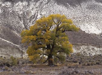 Laura McPhee: Desert Chronicle - Carroll and Sons