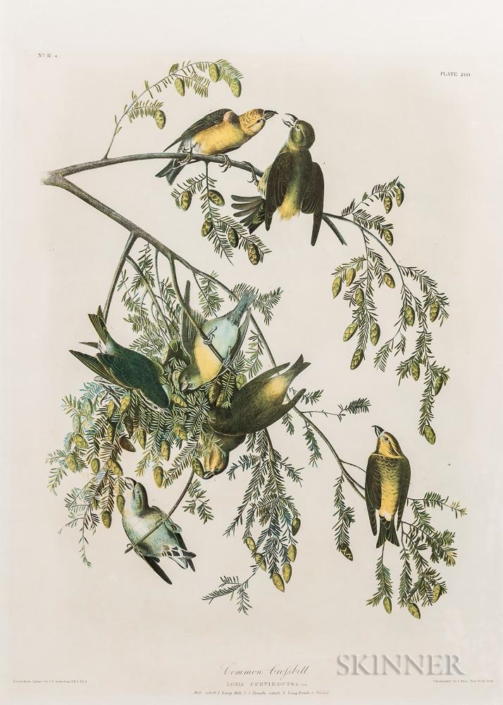 Common Crossbill , Plate 200 by John James Audubon, 1860