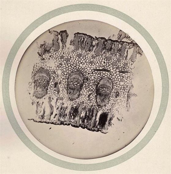 Microphotographie - Julius Grimm