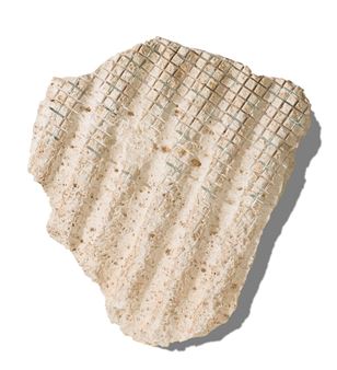 Untitled - Otto Rigan