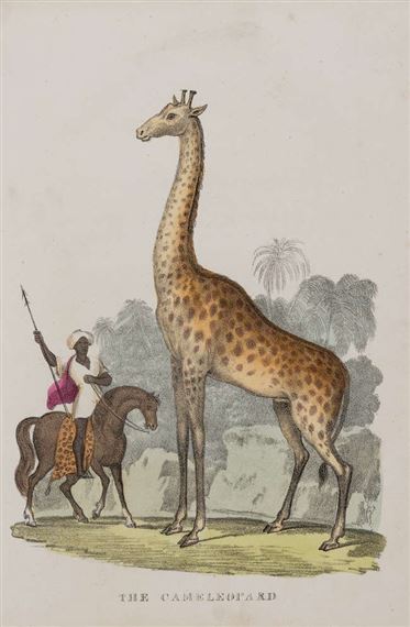 A vintage illustration of a giraffe standing beside a mounted figure in a tropical setting.