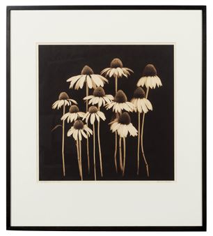 Saltate I, - Reenie Barrow