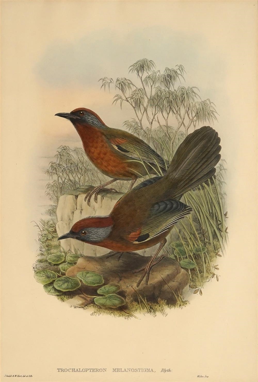 John Gould TROCHALOPTERON MELANOSTIGMA MutualArt