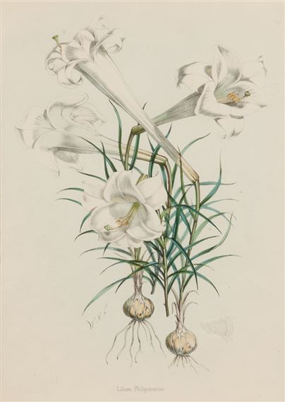 4 prints from H. J. Elwes's A Monograph On The Genus Lilium by Henry John Elwes, Circa 1880