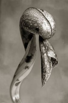 Beth Moon: The Savage Garden - Corden Potts Gallery