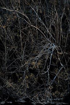 Sharon Beals:  Land And Water And Other Works - Corden Potts Gallery