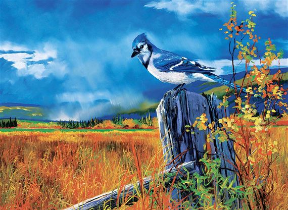 Blue Jay by Andrew Kiss