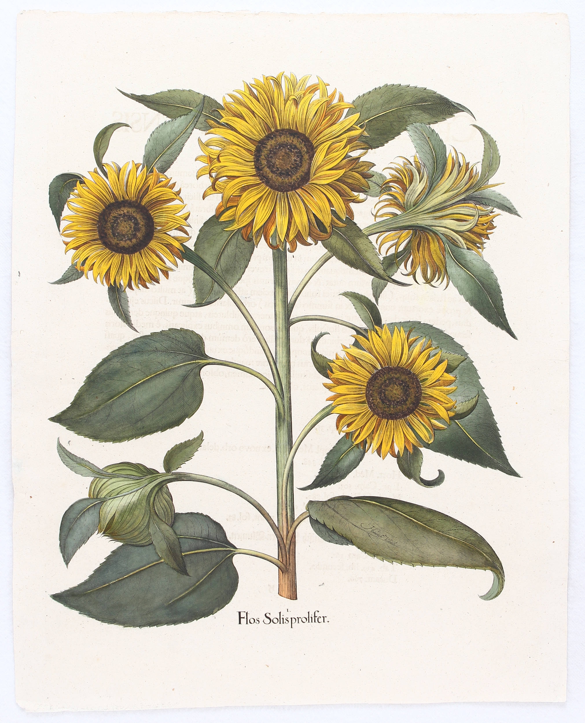 Flos Solis prolifer (vielblütige Sonnenblume) by Basilius Besler