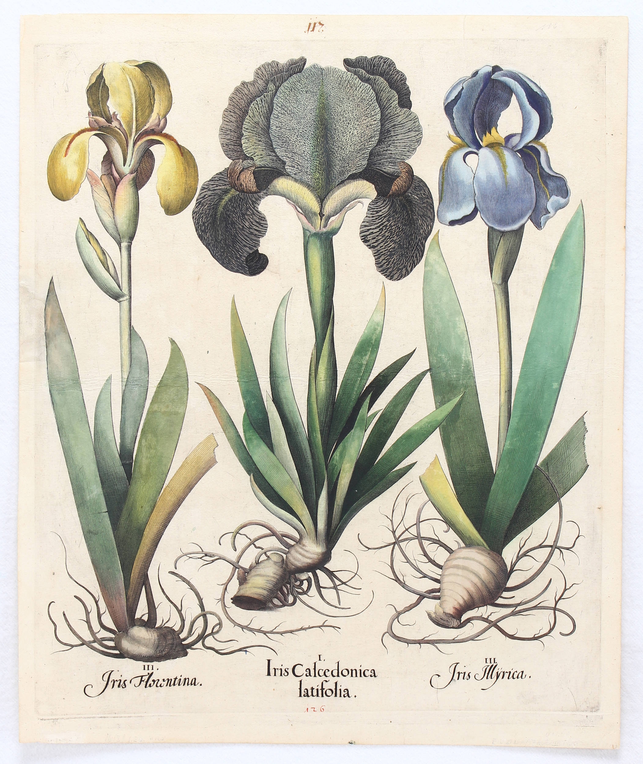 Iris Calcedonica latifolia (&) Florentina (&) Illyrica (Witweniris, Florentiner u. Blasse Schwertlilie)