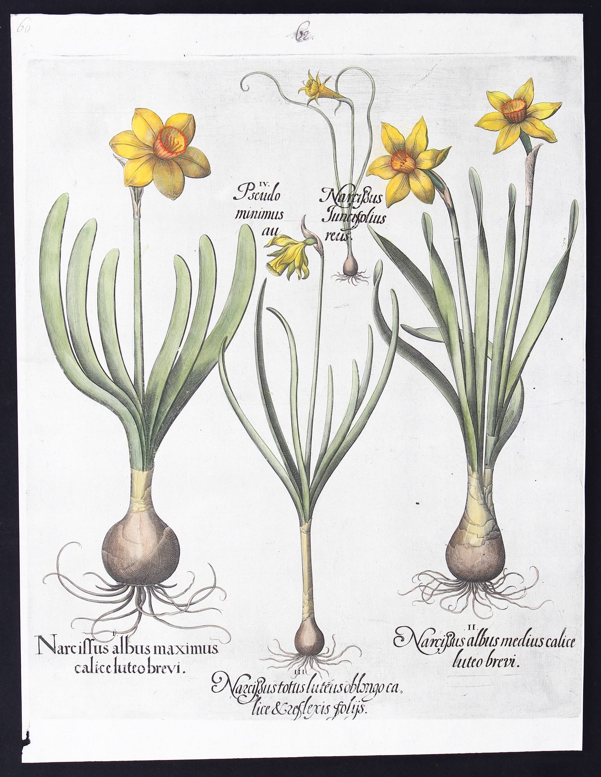 Narcissus albus maximus calice luteo brevi (&) medius (&) totus luteus oblongo calice & reflexis foliis (Narzissen)