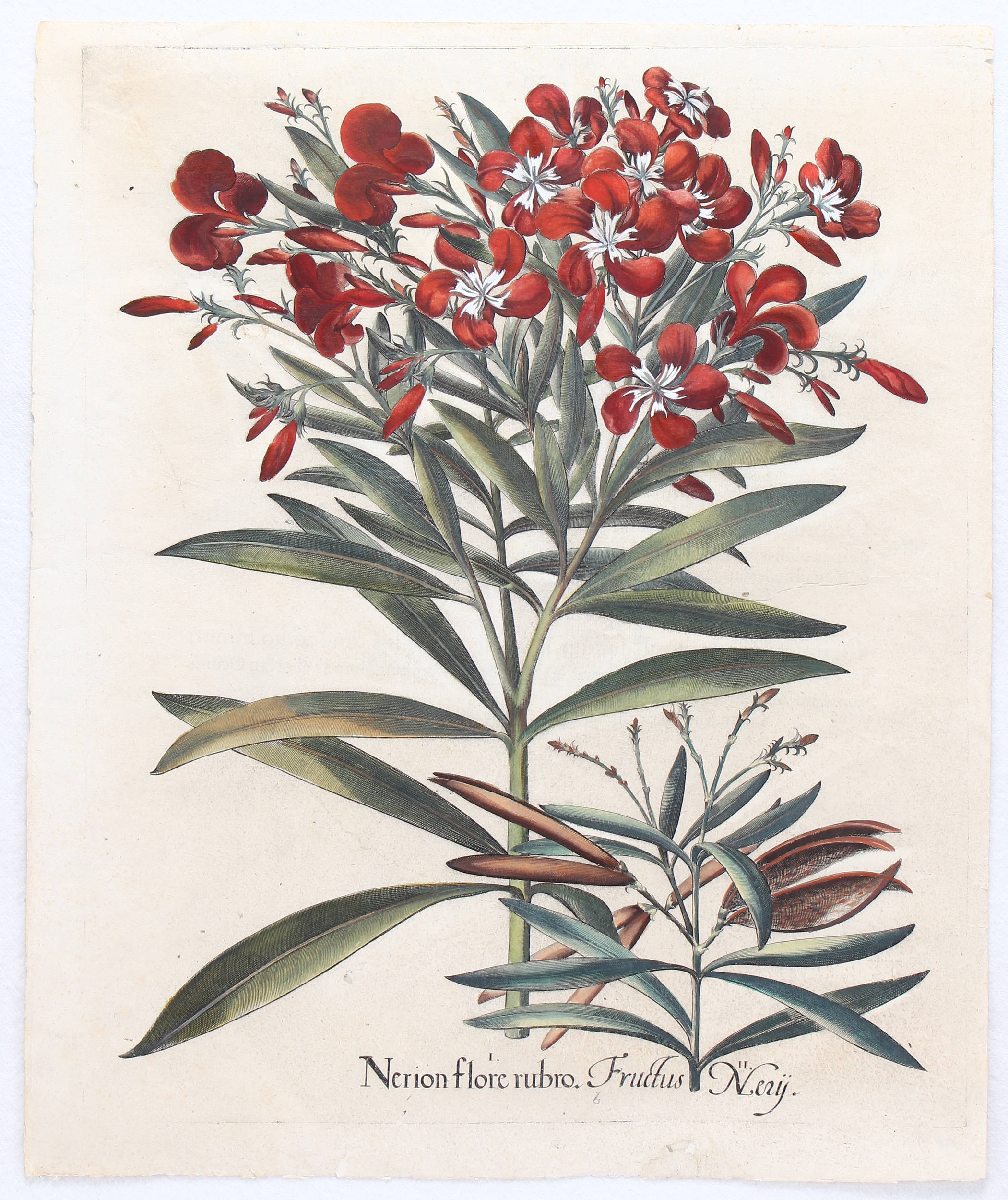 Nerion flore rubro (&) Fructus Nerij (Rosenlorbeer oder echter Oleander, blühend u. fruchtend)