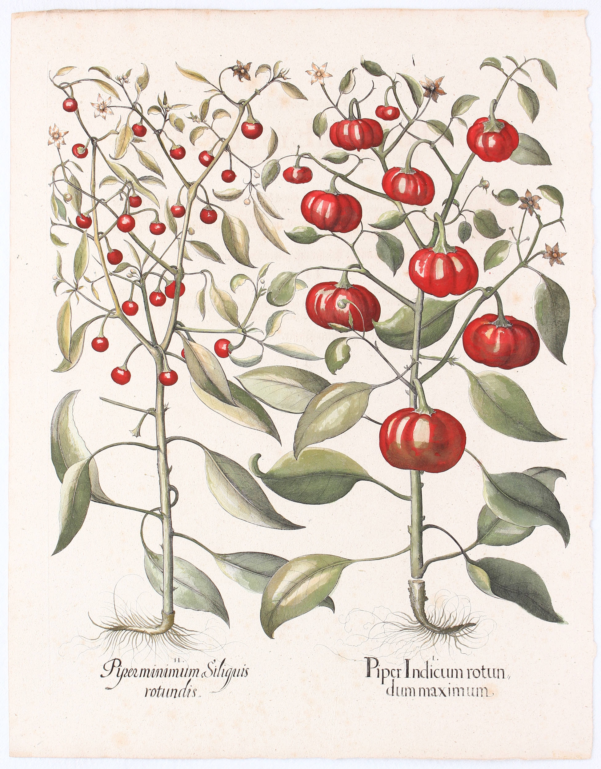 Artwork by Basilius Besler, Piper Indicum rotundum maximum (&) minimum Siliguis rotundis (Süße und Kirschen-Paprika)
