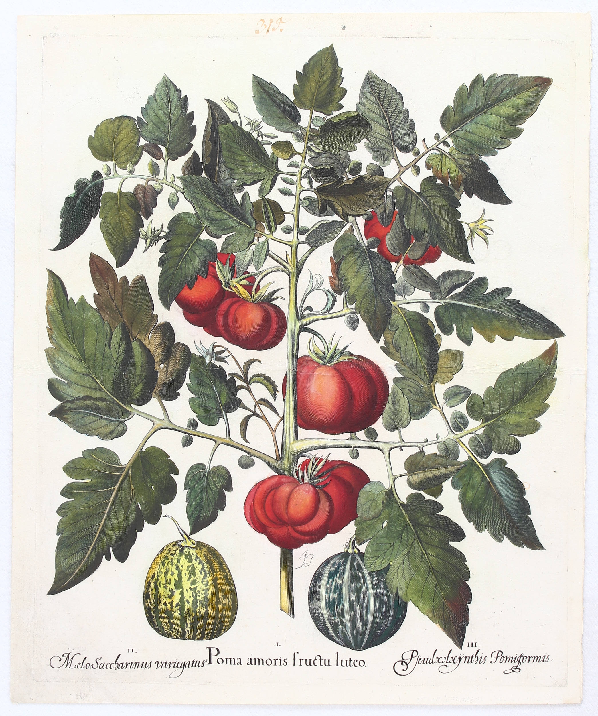 Poma amoris fructu luteo, Melo Saccharinus variegatus, Pseudocolocynthis Pomiformis (Tomate mit orangen Früchten, Zucker- u. Bitter-Melone) by Basilius Besler