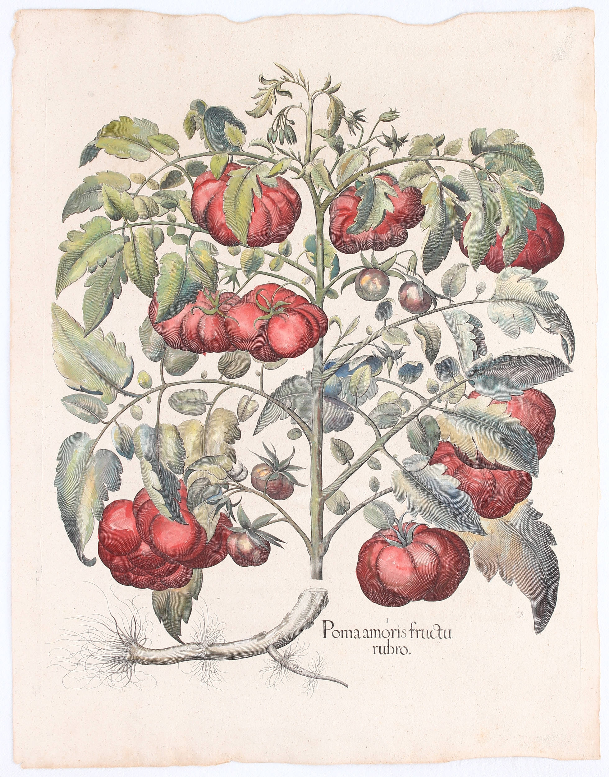 Poma amoris fructu rubro (Rotfrüchtige Tomate) by Basilius Besler
