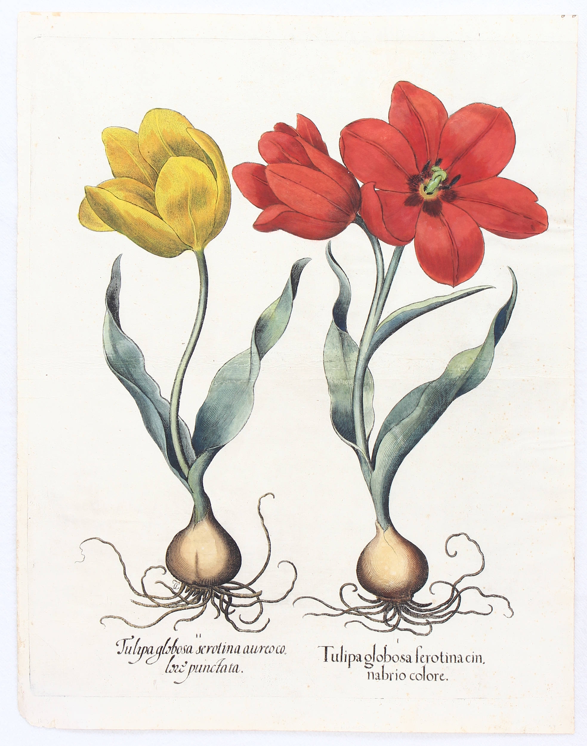 Tulipa globosa serotina cinnabrio colore (&) aureo colore punctata (Späte u. getupfte Tulpe) by Basilius Besler