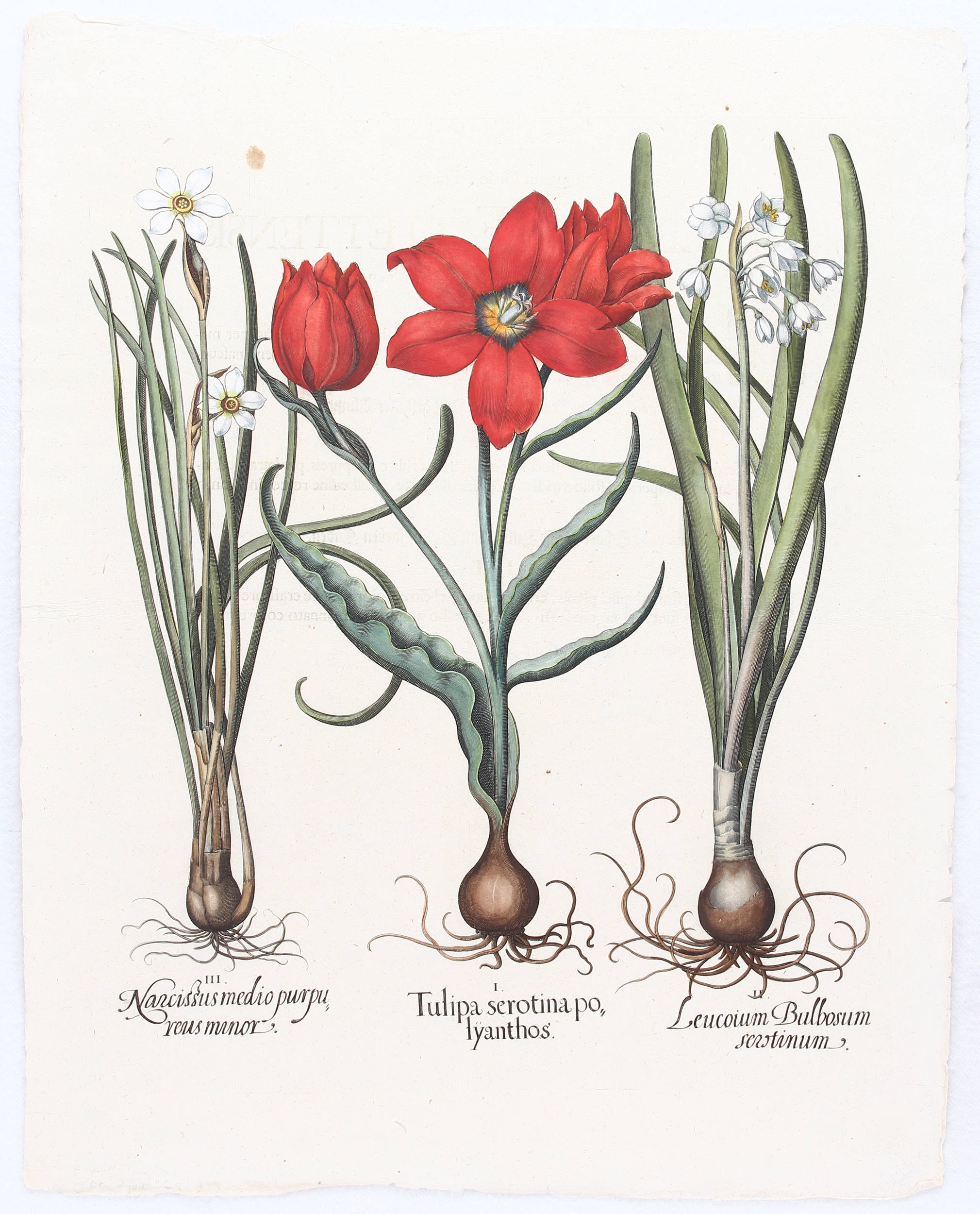 Tulipa serotina polyanthos, Leucoium Bulbosum serotinum, Narcissus medio purpureus minor (Späte mehrblütige rote Tulpe, Sommerknotenblume, einblütige weiße Narzisse) by Basilius Besler