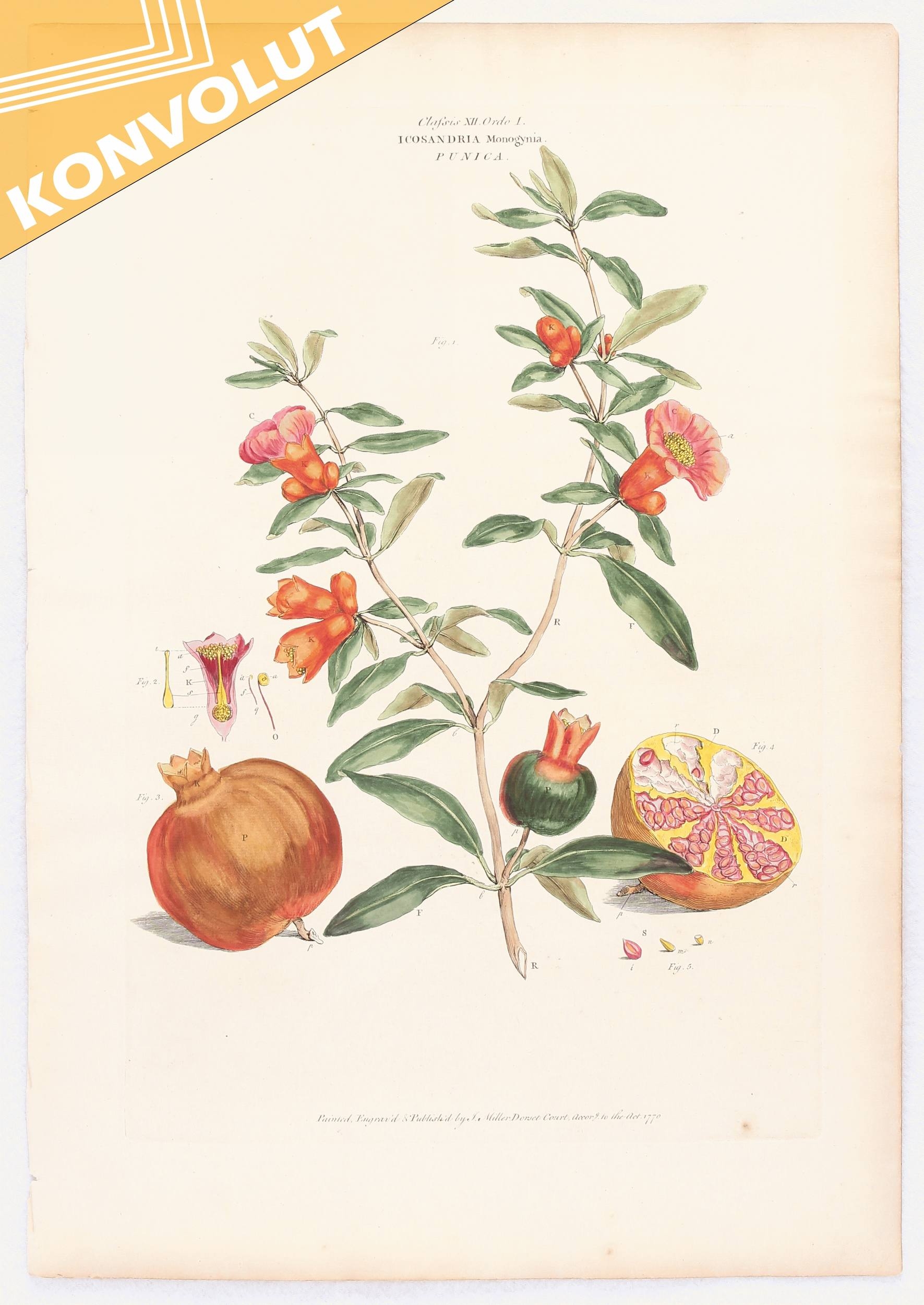 Artwork by Johann Sebastian Müller, Eight Works: Früchte. 2 Bll. mit Feige und Granatapfel. 6 Bll. Blumen und Pflanzen., Made of Engravings