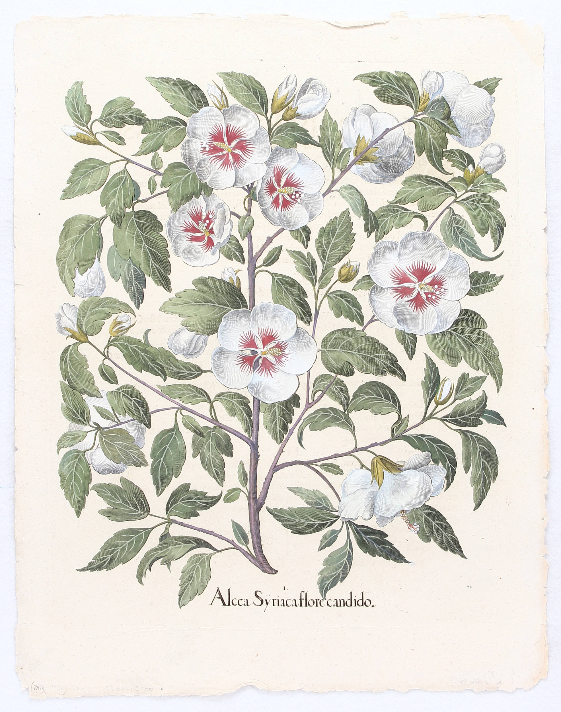 Alcea Syriaca flore candido (Roseneibisch mit weißen Blüten) by Basilius Besler