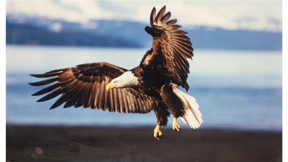 Into the Wind - Bald Eagle by Thomas Mangelsen